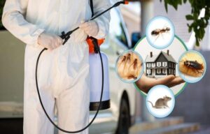 Hiring A Pest Agency