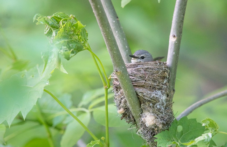 Keep Birds from Invading Your Carport