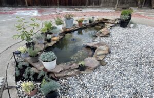 Pond Guy DIY