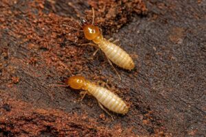 Termites Are Active