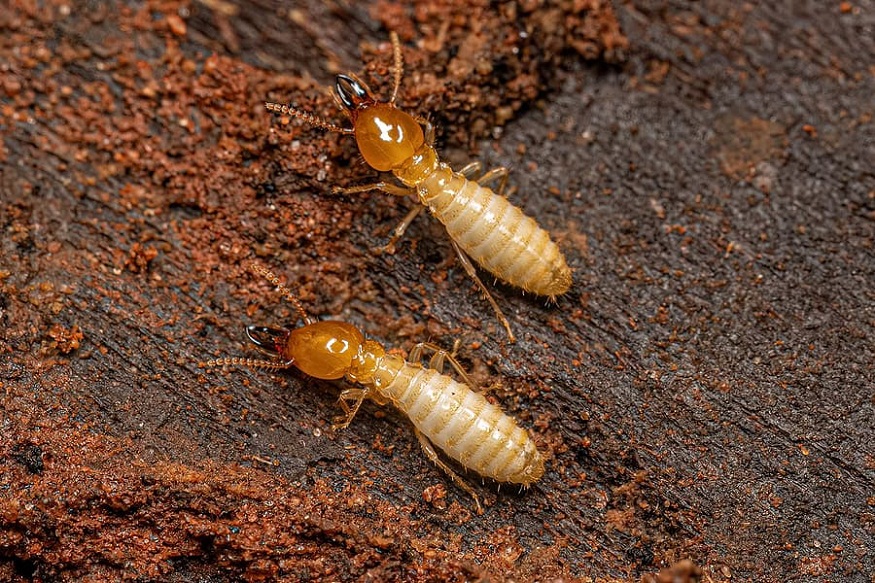 Termites Are Active